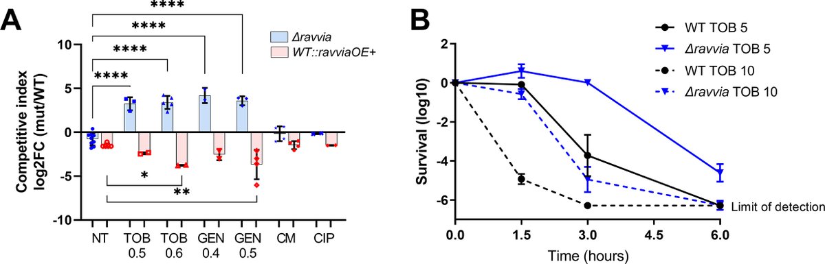 Cpx and Zra2 two-component systems are required for the aminoglycoside tolerant phenotype of ∆ravvia and for its outer membrane integrity. <a href="/BaharogluZeynep/">Zeynep Baharoglu</a> journals.asm.org/doi/10.1128/sp…