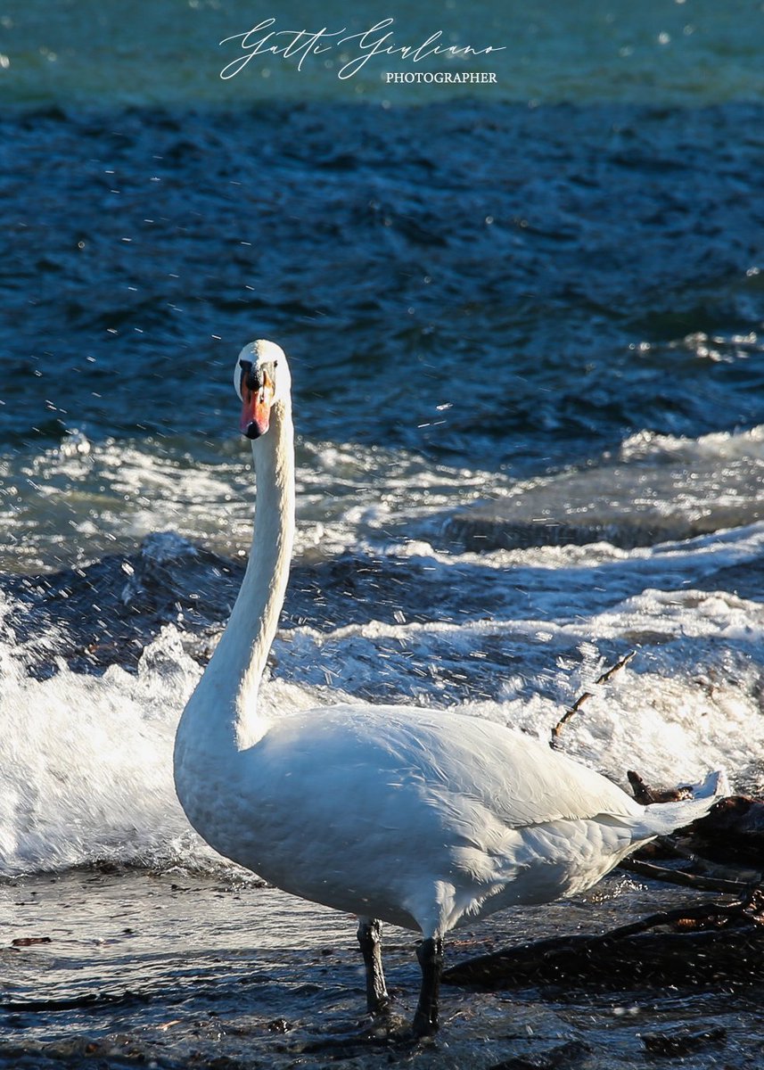 Giuli1967's tweet photo. Uno dei #cigni del #lagodicomo.
#natural #lago #Italia #lombardia https://t.co/rNqPi3QfKe
