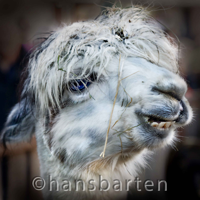 Hans Barten tweet media