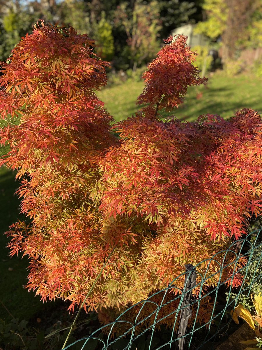 It’s Acer time 🍁 #Autumncolour
#GardeningTwitter #GardeningX #MyGarden #AutumnPhotography #AutumnVibes