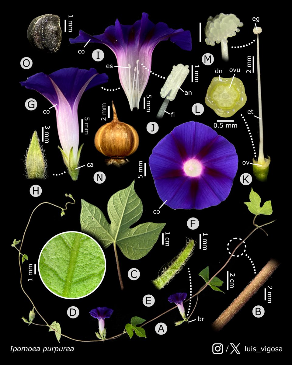 Ipomoea purpurea (Convolvulaceae)
#botany #flowers #taxonomy #plants