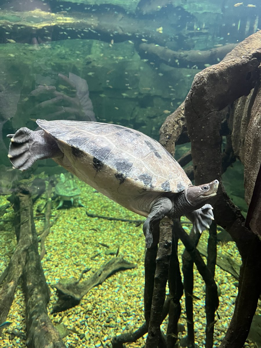 csblacka's tweet photo. Had an amazing day at @chesterzoo with @ACCE_DTP ahead of the annual ACCE DTP conference! https://t.co/lSVzJZfQbP