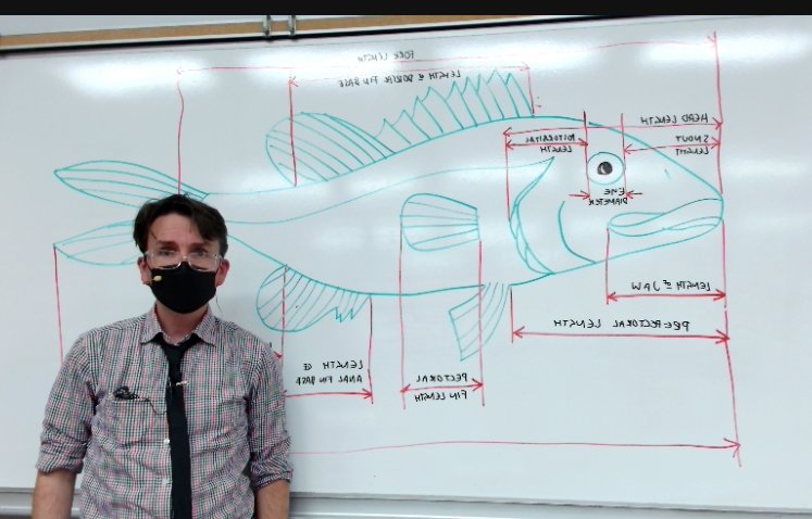 It' Principal Component Analysis Day in #BI393 Biostatistics, which means that it's time to ask the question: "How do you meaningfully measure the size of a fish?" #PCA