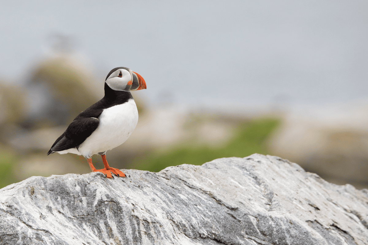 VisitMaine.net tweet media