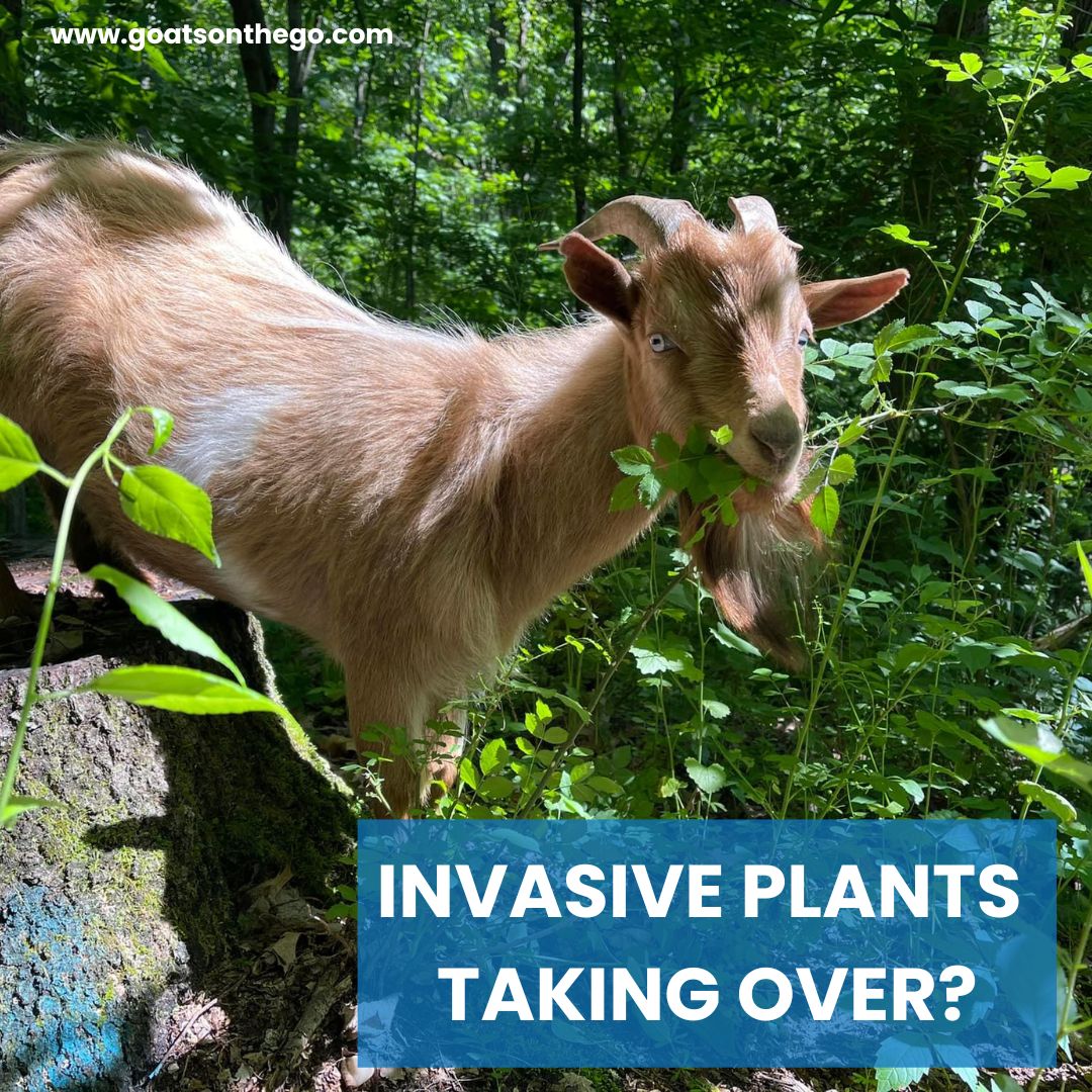 GET. GOATS. When it comes to managing invasive plants, goats are the unsung heroes. They offer a long-term, eco-friendly solution, curbing the resurgence of invasives naturally.🔄💚

Visit goatsonthego.com to find out more!

#goatsonthego #targetedgrazing #goatrental