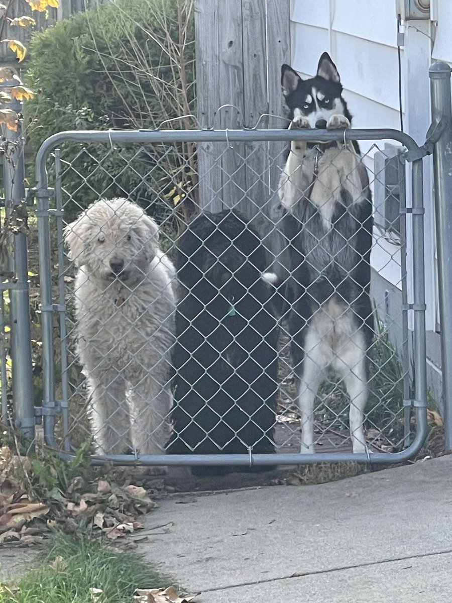 scrumdllyicious's tweet photo. What I come home to…
#dog #huskies #bmft #scrumdillyicious https://t.co/v0lhiuT5Ut
