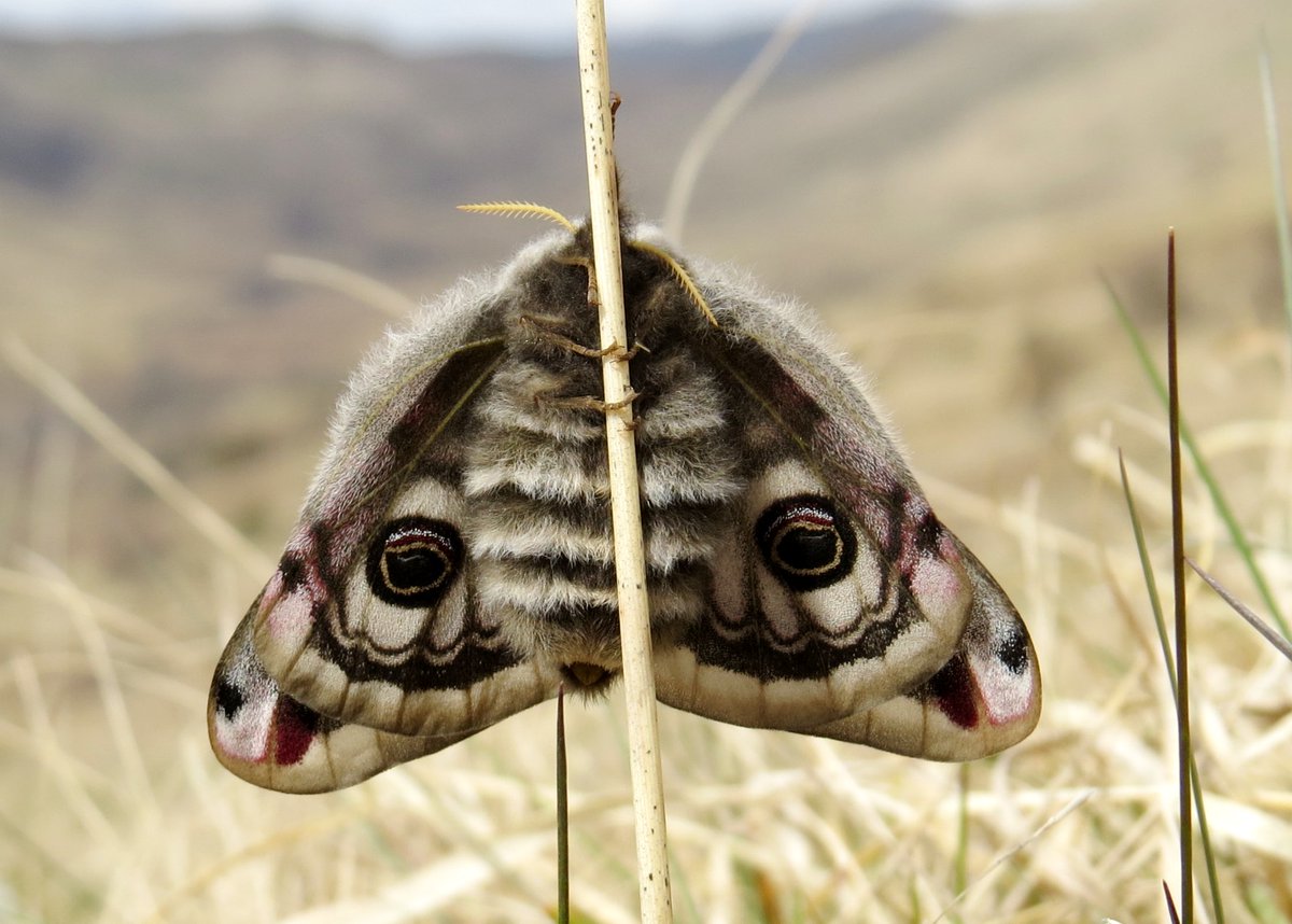 🎺 PhD alert 🎺 Moorland moths are in decline. Help us help find out why and what we can do about it. PhD based at @SRUC Craibstone and co-funded by @savebutterflies. See: findaphd.com/phds/project/u… - deadline 14 January. @ecologylou @LisbethHordley @JenniStockan @PatrickCookBC