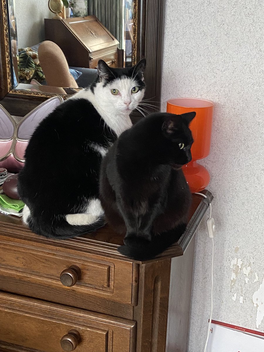 Nog maar een oproep, zucht.
De opvang waar de twee katjes heen mochten, is moeilijk aan het doen. Ze zetten mij enorm onder druk en inmiddels staat het huilen me nader dan het lachen.
Alsjeblieft dierenliefhebbers… twee allerliefste zielige poezenbeestjes zoeken een mandje.