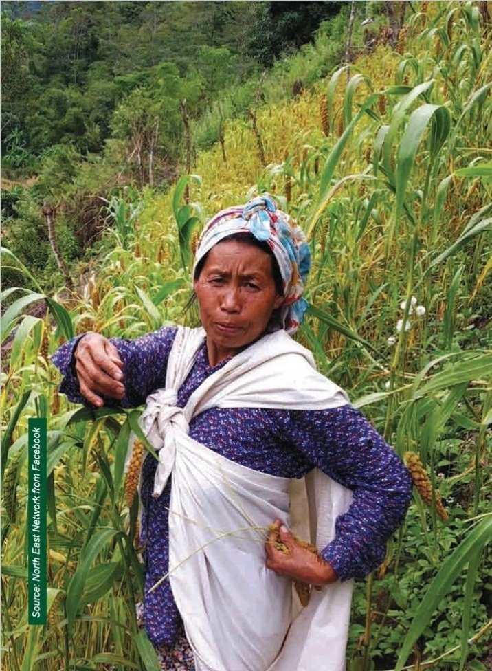 MilletsOfIndia's tweet photo. @IYM2023 @nstomar @ShobhaBJP @Shubha671 @mkaurdwivedi @AgriGoI @sfacindia @FAO @icarindia @mygovindia @MilletsNews Yes. Let's support the Mountain economy. #Millets #Shreeanna grows in abundance on Mountains too in many hilly states of India and worldwide, especially #Foxtail, #Proso and #FingerMillet. https://t.co/jJSp1gFM5y