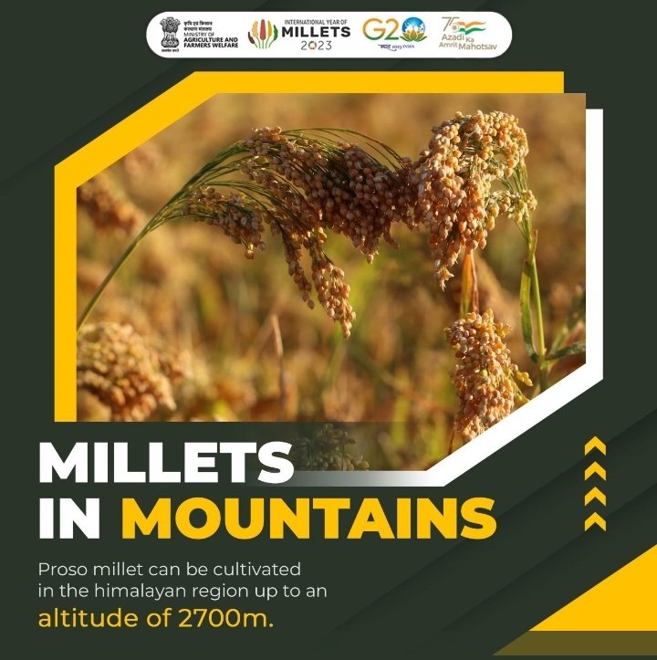 MilletsOfIndia's tweet photo. @IYM2023 @nstomar @ShobhaBJP @Shubha671 @mkaurdwivedi @AgriGoI @sfacindia @FAO @icarindia @mygovindia @MilletsNews Yes. Let's support the Mountain economy. #Millets #Shreeanna grows in abundance on Mountains too in many hilly states of India and worldwide, especially #Foxtail, #Proso and #FingerMillet. https://t.co/jJSp1gFM5y