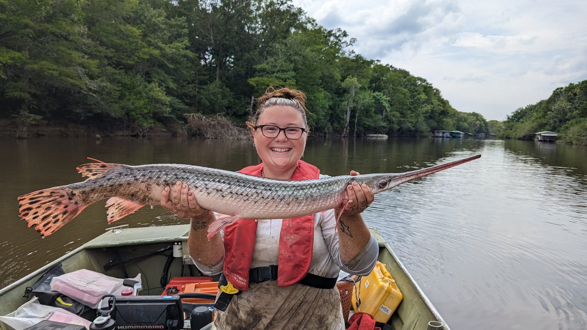 KaseaPrice's tweet photo. It's #GarWeek again! Thanks, @OKWildlifeDept for the reminder! Here are 3/4 of the #gar species we have in Mississippi! #LongnoseGar #AlligatorGar #SpottedGar https://t.co/5iSBpN7jam