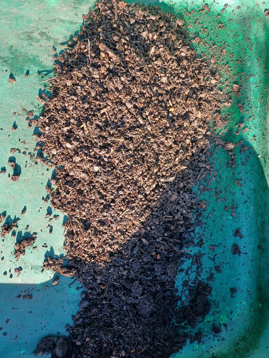 Gathering our leaves to make beautiful leaf mulch to use next year. Alongside some of this year's leaf mulch.