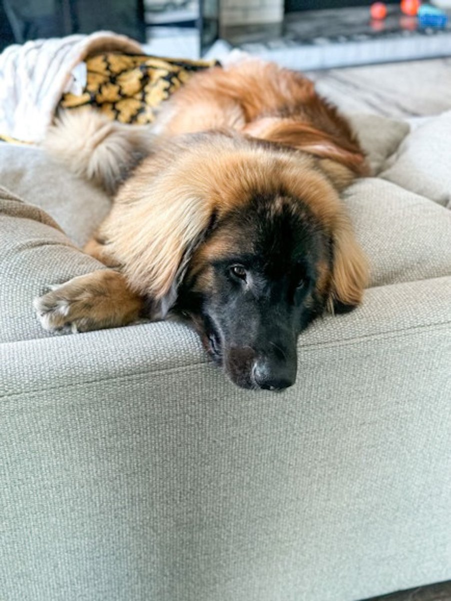 Our friend Chester is saying cheese! #RoyalCaninDogs 📷: @harley.chester.theleonbergers