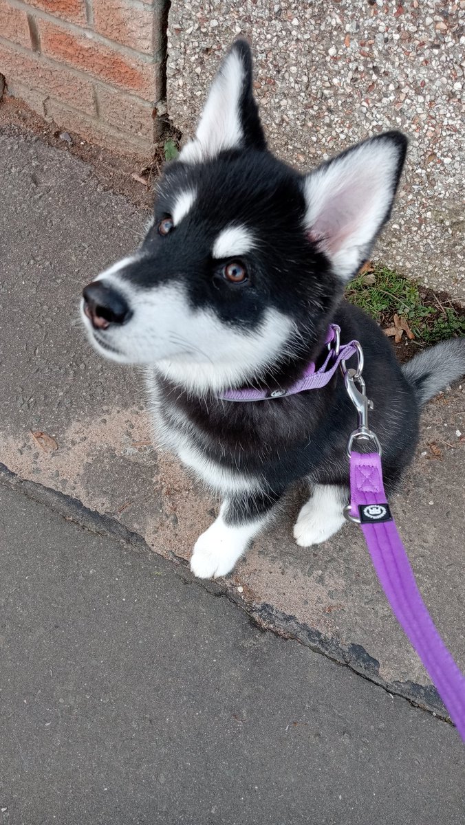 Scotlas1's tweet photo. Lilith showing off her new collar &amp; lead from Bully Billows
 #BullyBillows #Collar #Lead #14Weeksold #Lilith #Huskamute #Puppy https://t.co/CfAmJqroTH