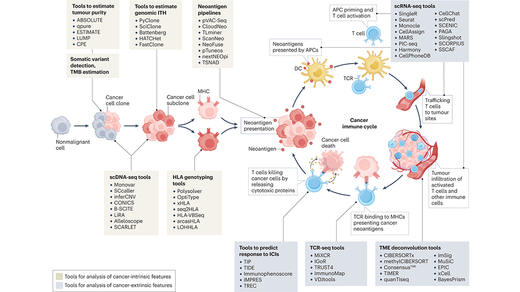 A Review in <a href="/NatRevClinOncol/">NatureRevClinOncol</a> provides an overview of the computational approaches currently available to analyse bulk tissue and single-cell sequencing data from cancer, stromal and immune cells to improve patient outcomes. 🔒 go.nature.com/3Mw3Dfo