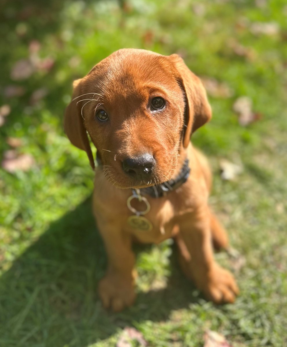 Kryptacwolf's tweet image. My New Pup Fenix!  GoW has always been important for me  and this lil guy Often  just fit so well with his coloring and the dual meanin  Now we have come to also call him Barkus Fenix a custom COG tag is incoming!
@therealcliffyb @CoalitionGears