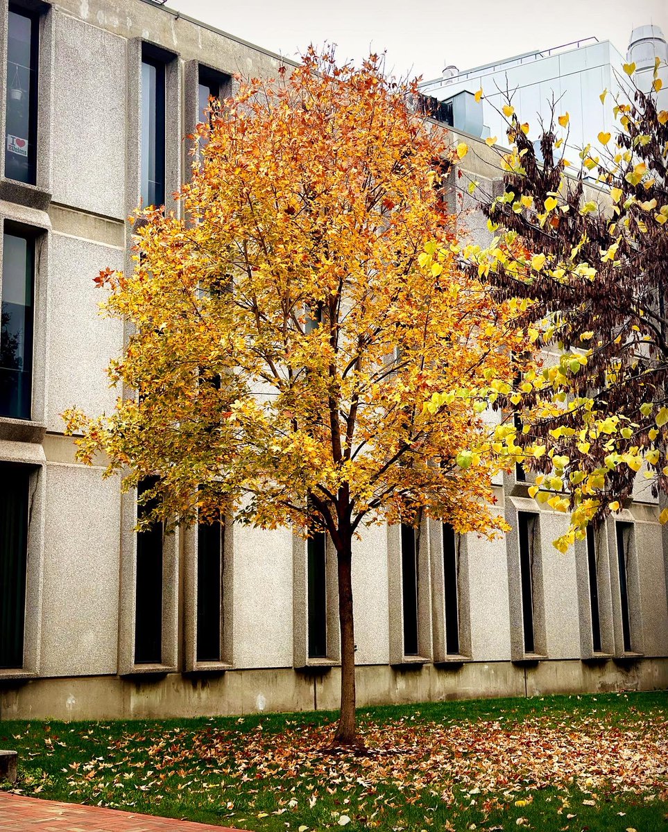 “Trees are poems that the earth writes upon the sky.” - Gibran Khalil Gibran #RootedInNewarksExcellence #RutgersNewark