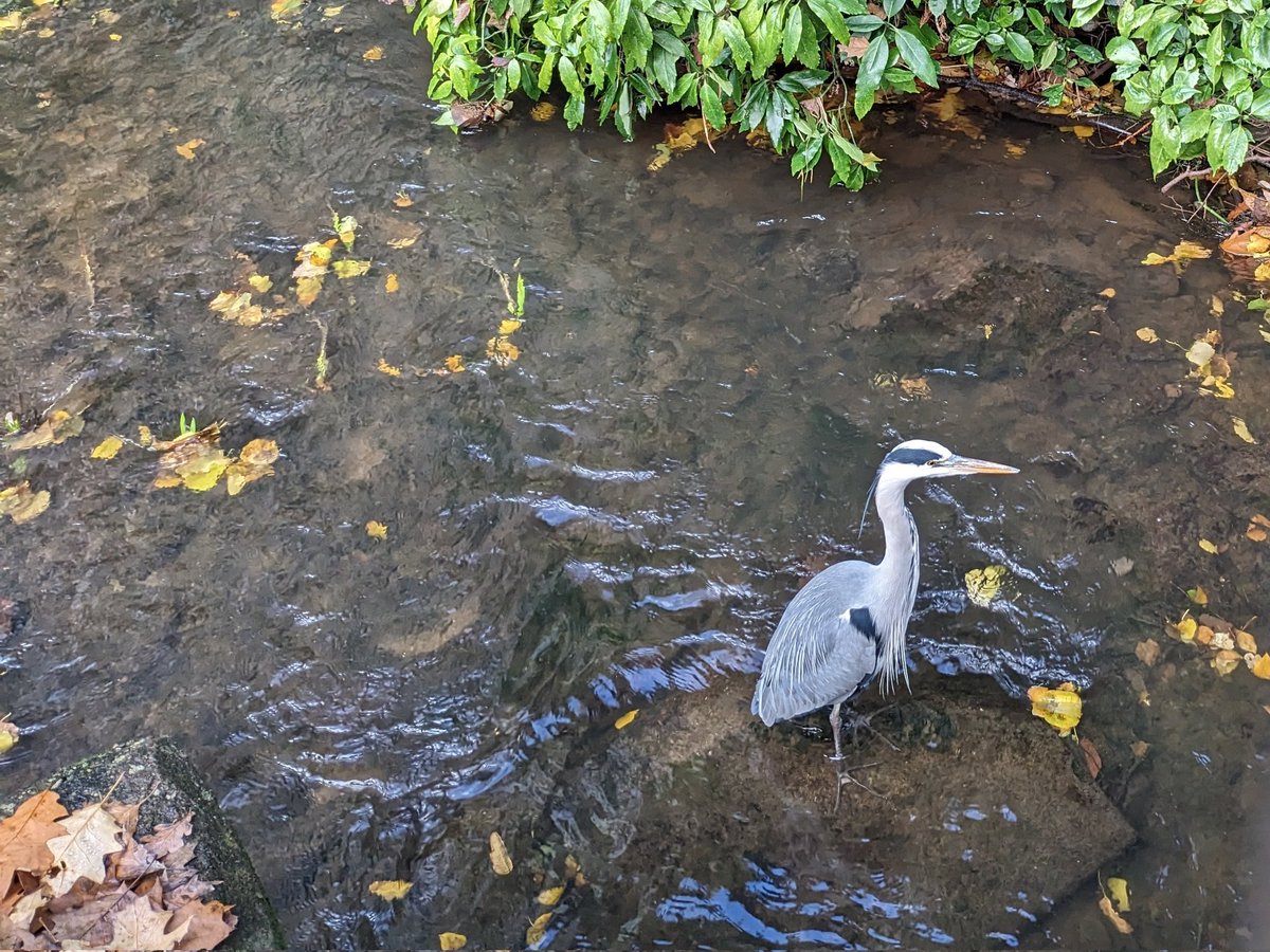 Heron posing for a photo in the stream in #Roath Park Pleasure Garden
#CardiffParks