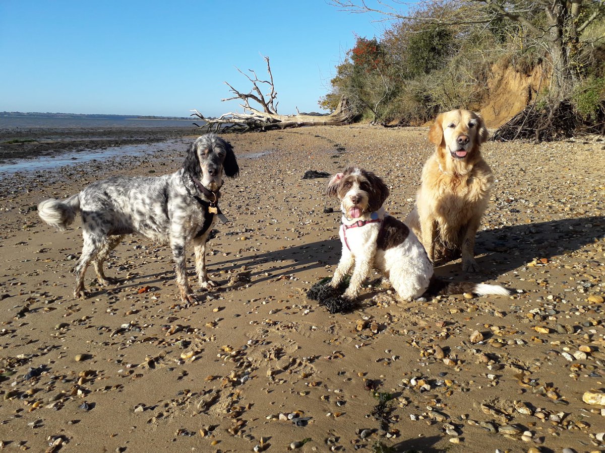 It’s a #tongueouttuesday from me and  Herb - she even put her special boots on for the occasion #grc #dogs