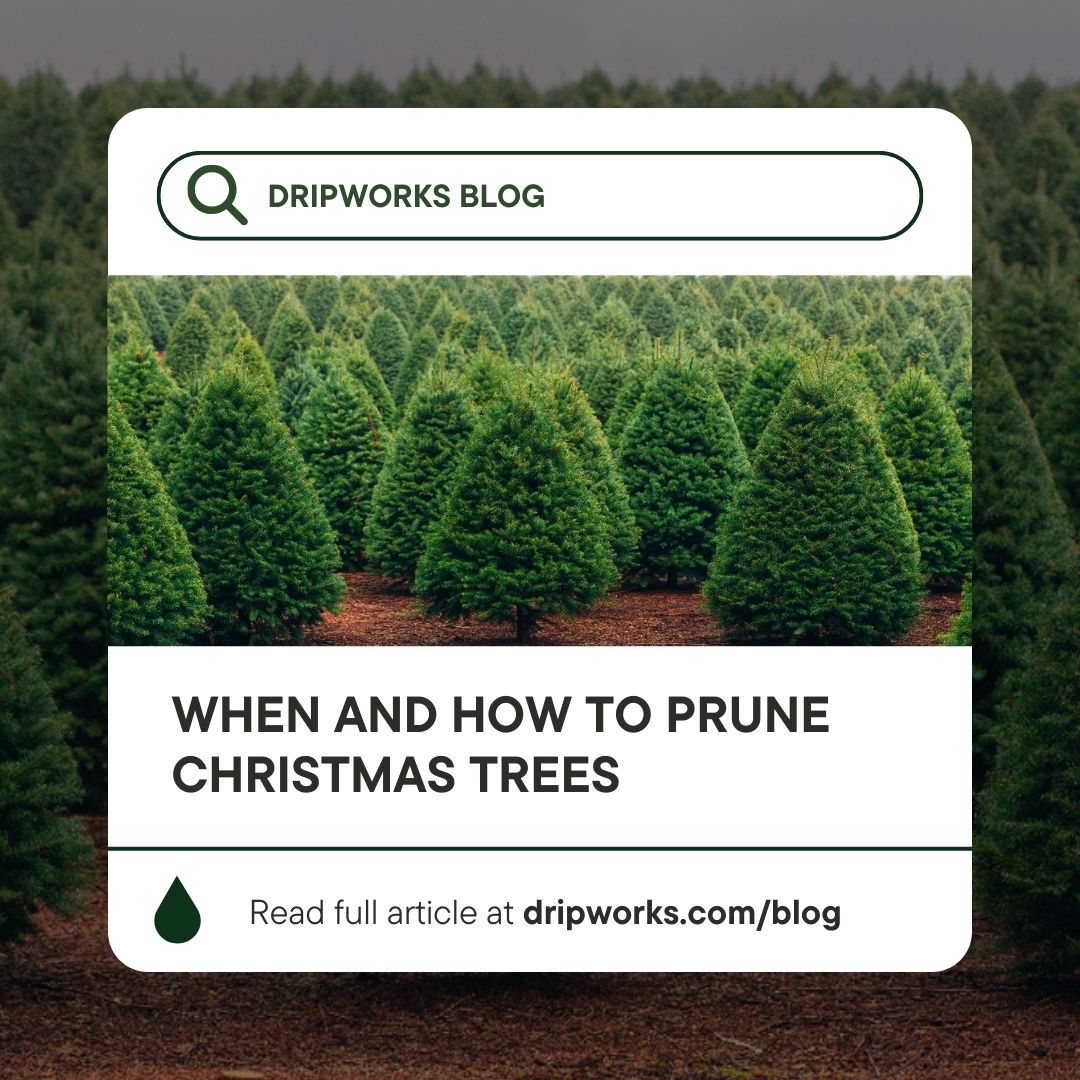 dripworksusa's tweet image. Keep your trees vibrant and ready for the festivities with expert pruning techniques. 🎄✂️ #ChristmasTrees #PruningTips #HolidayDecor #ChristmasDecor #Pruning #gardeningTips #WinterGarden #ChristmasTree #ChristmasLights

Read Here: dripworks.com/blog/when-and-…