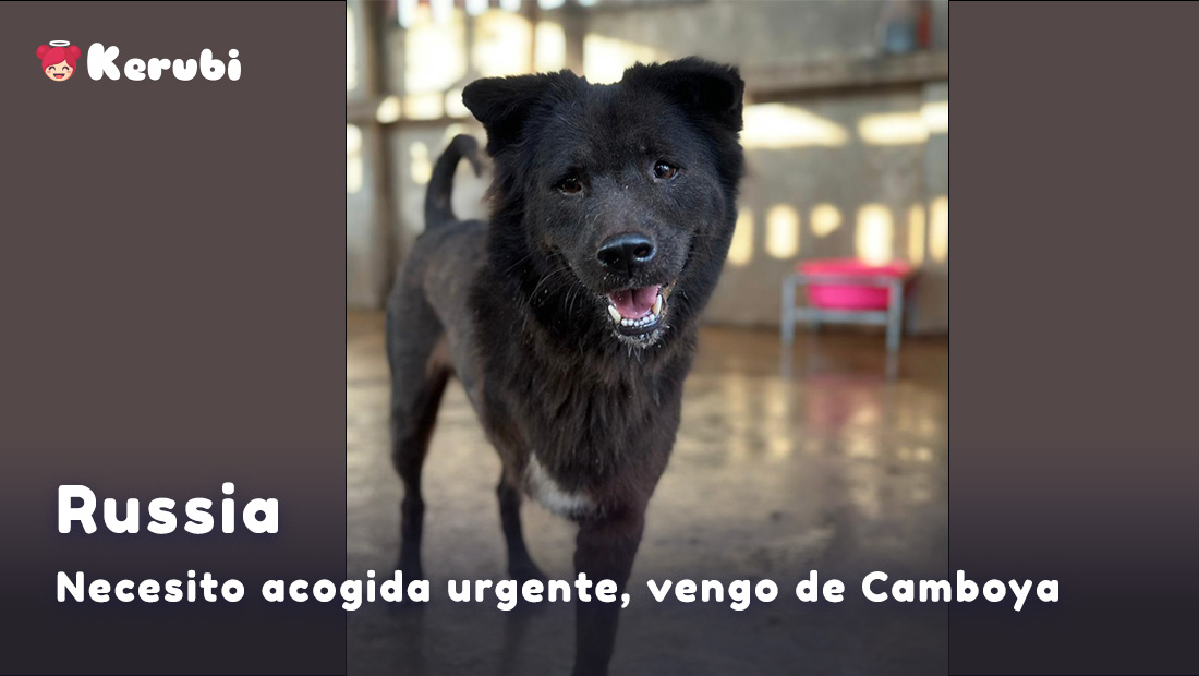 Soy Russia,  tengo 3 patitas, he vivido un infierno en Camboya . Me han rescatado y me van a traer a Barcelona. Mis ángeles buscan casa de acogida, sin niños, ni otros animales.  Soy introvertido pero muy amoroso. Me ayudáis? kerubi.es/animales/perro…
 mail: hola@kerubi.es