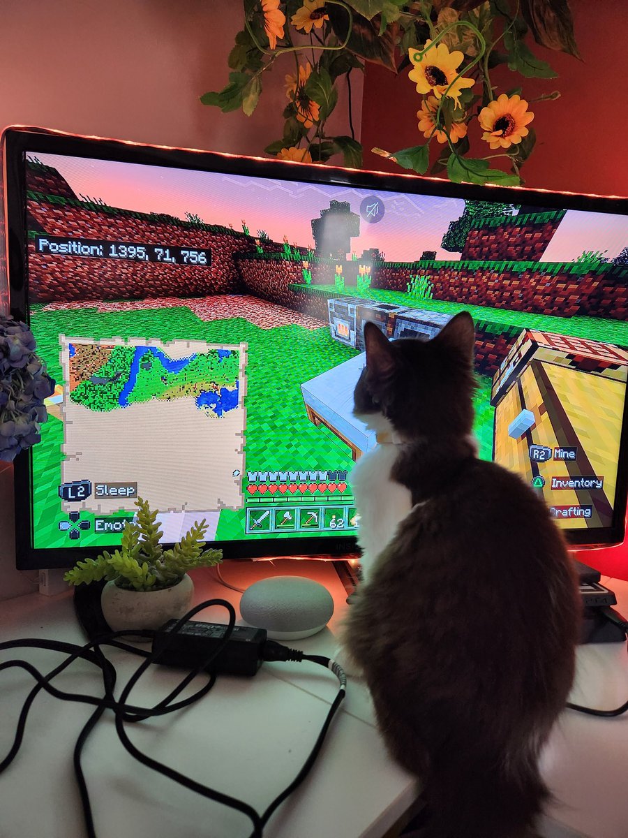 Ivy the Minecraft kitty 😺