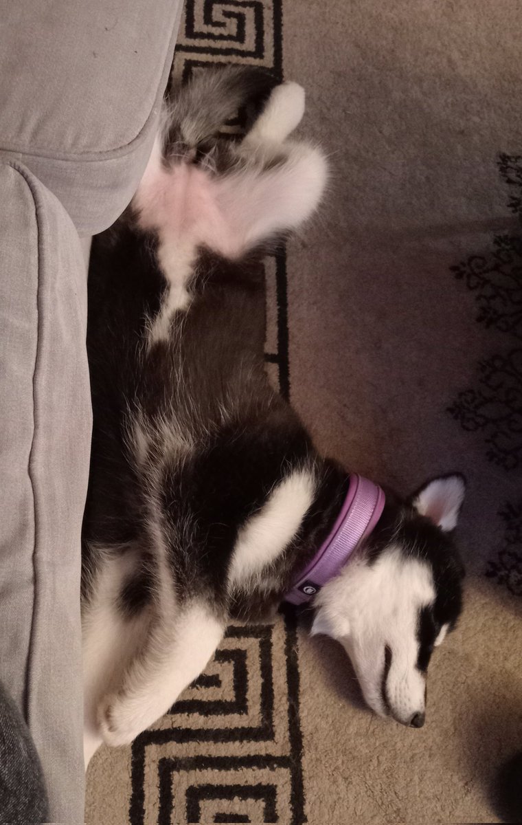 Scotlas1's tweet photo. Sleeping puppy 😴
#sleep #puppy #14weeksold #Huskamute #cute #fluffy https://t.co/QlAFvvXAgI