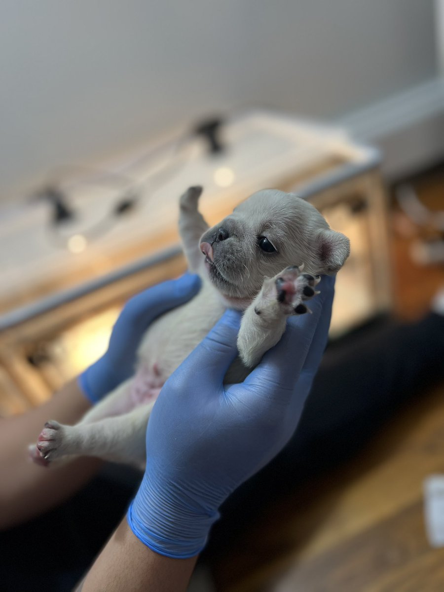 Cheoo94's tweet image. Frenchies available

DM me if interested or know someone who is looking for a new family member! 

#repost #frenchielover #Available