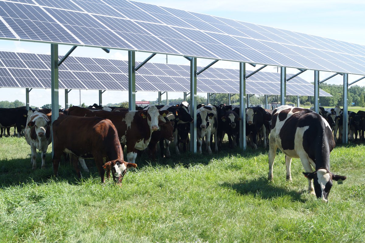 Mixing solar and farming could be key to clean energy future #agrivoltaics <a href="/bradheins/">Brad Heins</a>  mprnews.org/story/2023/11/…