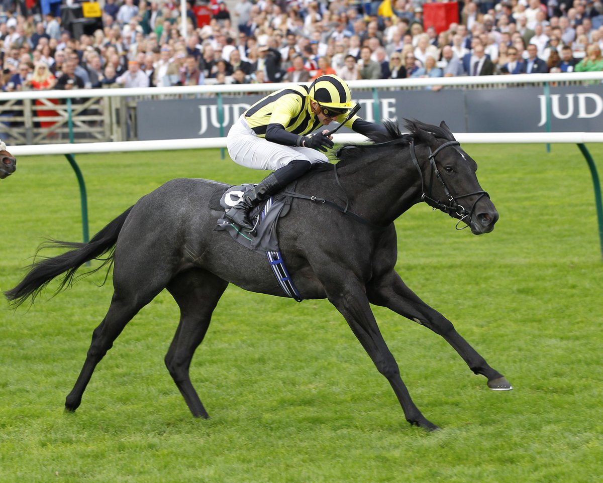 Vandeek was bought for 52,000gns by <a href="/ChildwickburyS/">Childwickbury Stud</a> from <a href="/maywoodstud/">Kelly Thomas</a> at the #TattsDecember Foal Sale.

🌟 He went onto the December Yearling Sale, the #TattsCraven Breeze Up and then onto become a multiple Group 1 winner.

His Starspangledbanner ½-brother heads to this year's