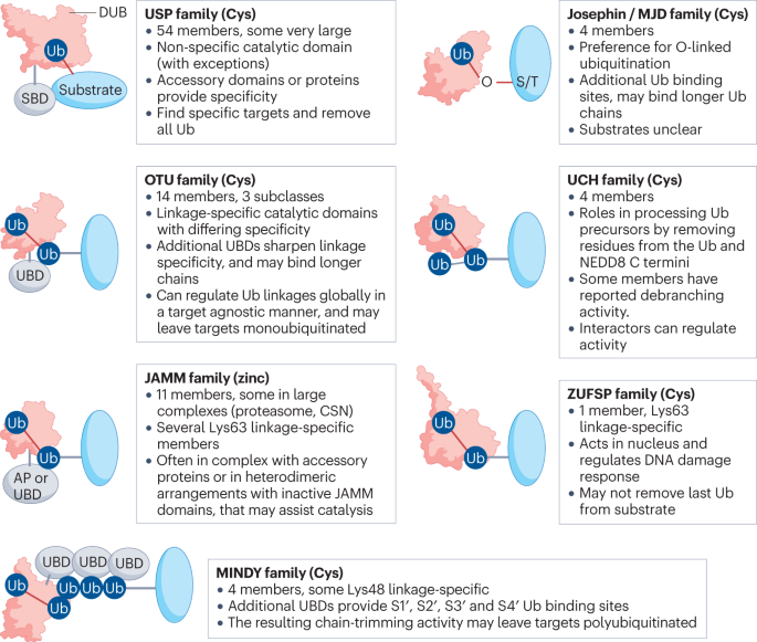 NEW content online! Deubiquitinases in cancer dlvr.it/SyWPk6