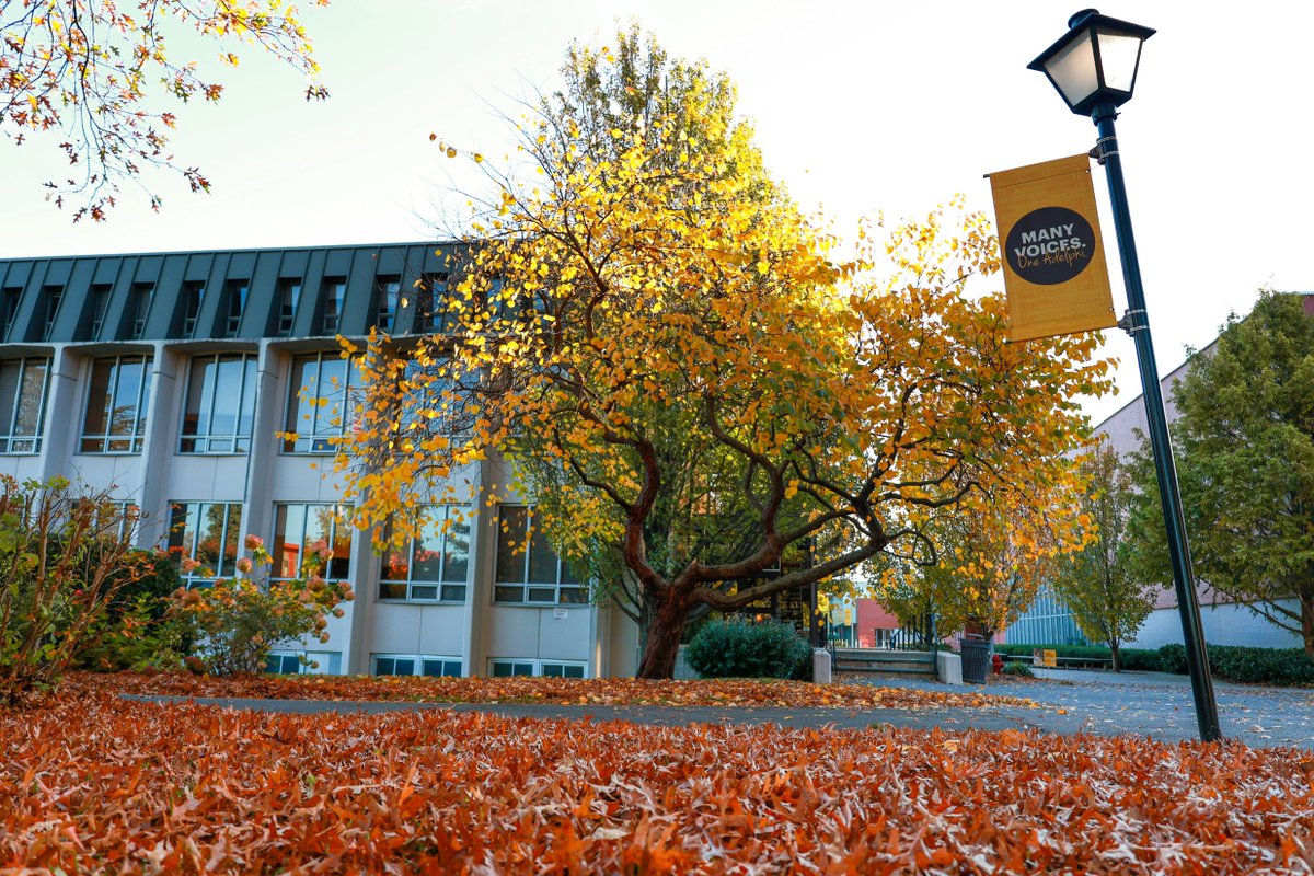 AdelphiU's tweet image. What a transformation! We love when our beautiful organic campus turns our school colors: brown and gold. What’s your favorite spot on our campus to enjoy fall? #MyAdelphi #TransformationTuesday
