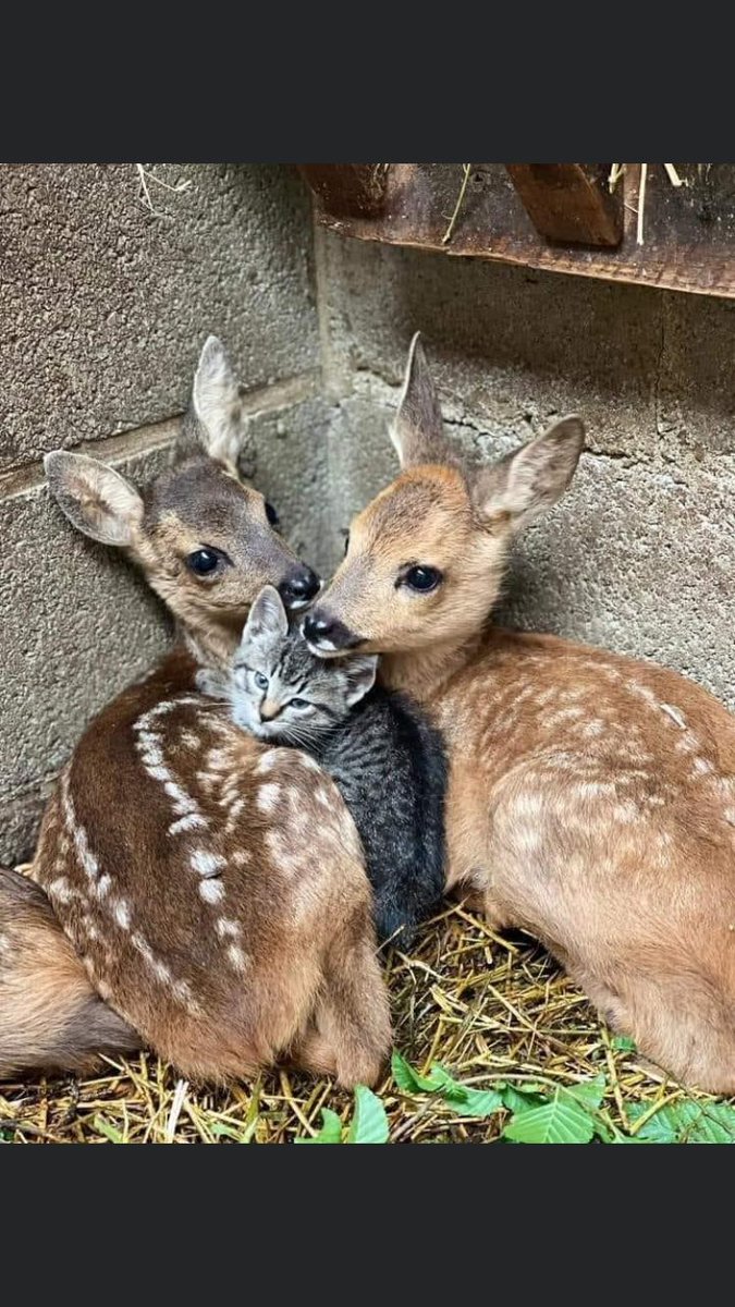 Όμορφο βράδυ ευχομαι φίλοι μου ❣️