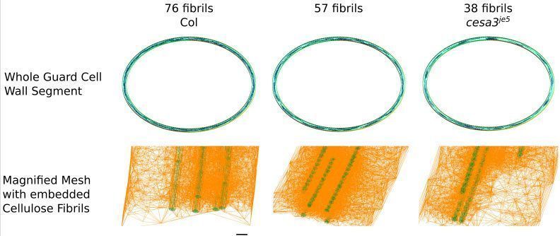 in silico Plants (@insilicoplants) on Twitter photo 💻 🌿 New multiscale model reveal how stomatal guard cell wall mechanics and architecture affect stomatal responses
from Hojae Yi & Charles Anderson <a href="/PennStateBio/">Penn State Biology</a>
buff.ly/40hB76H 💻 🌿 New multiscale model reveal how stomatal guard cell wall mechanics and architecture affect stomatal responses
from Hojae Yi & Charles Anderson <a href="/PennStateBio/">Penn State Biology</a>
buff.ly/40hB76H