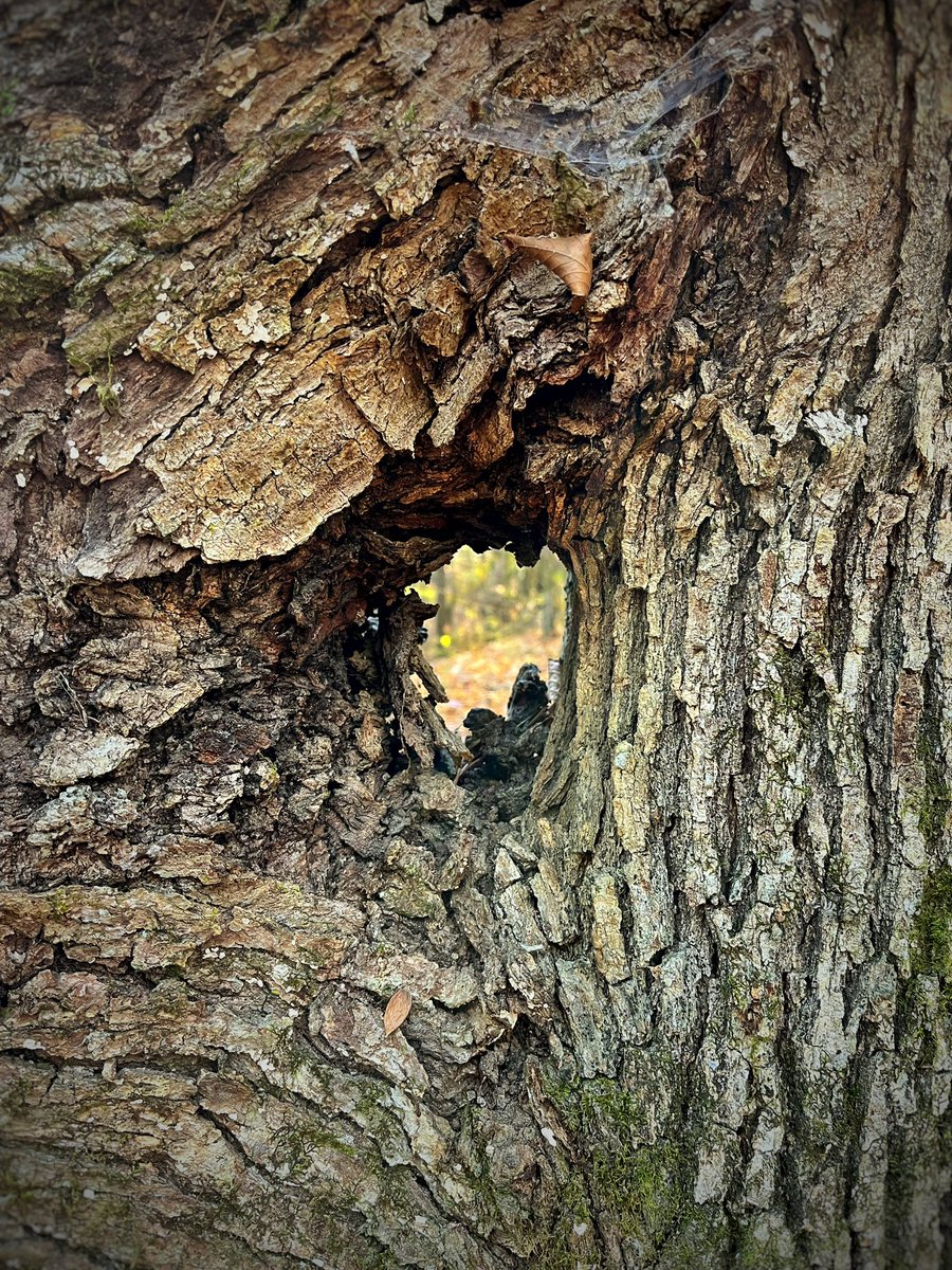 DavidJoy_Author's tweet photo. Bet I’ll go my whole life and never stumble onto a tree like that again. https://t.co/baV10LyTnQ