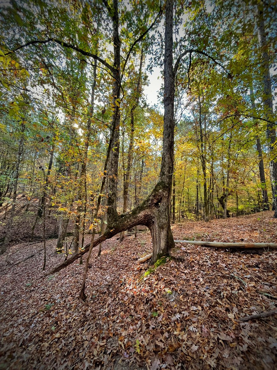 DavidJoy_Author's tweet photo. Bet I’ll go my whole life and never stumble onto a tree like that again. https://t.co/baV10LyTnQ
