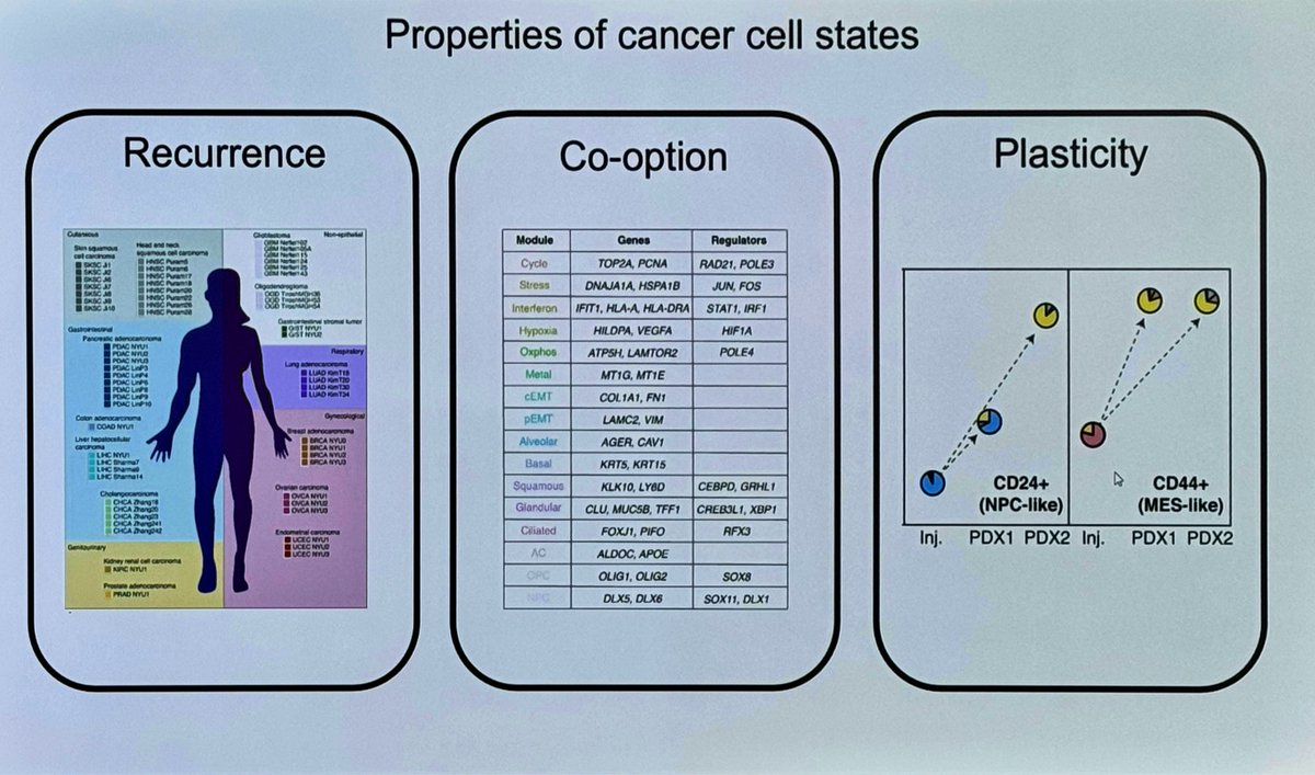 ara_anderson's tweet photo. Last but not least is friend @ItaiYanai presenting, Cellular Adaptation to Cancer Therapy Occurs by Progressive State Transitions Along a Resistance Continuum #CSBCPSON23 https://t.co/wj05B3IPGN
