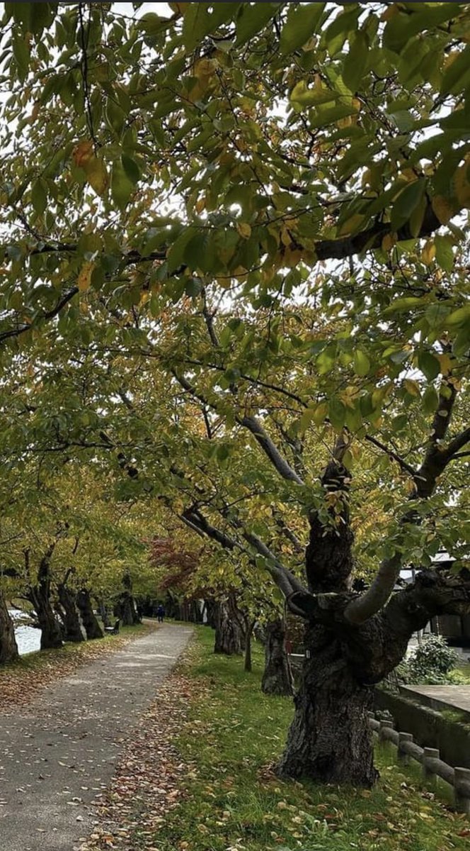 chernorris's tweet image. Goodmorning all ! Happy  #thicktrunktuesday #Autumn #treePics🌳#autumnleaves 🍁🍂 #Tuesday #ThePhotoHour
