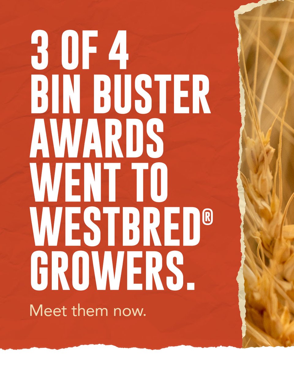 WestBredWheat's tweet image. WestBred growers notched more Bin Buster wins than anyone else in the @NationalWheat Yield Contest. 🏆

#SeizetheSeason #NWYC
