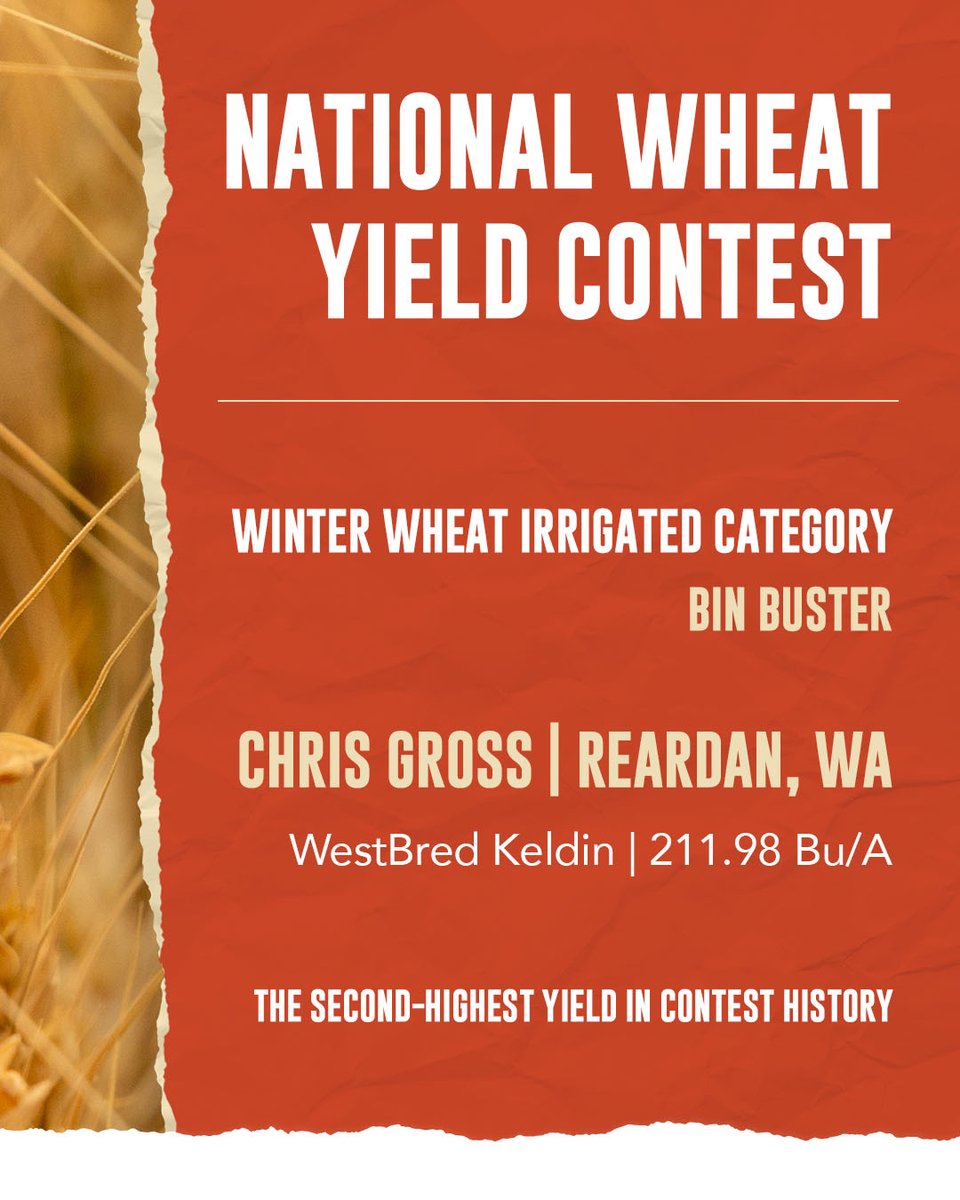 WestBredWheat's tweet image. WestBred growers notched more Bin Buster wins than anyone else in the @NationalWheat Yield Contest. 🏆

#SeizetheSeason #NWYC