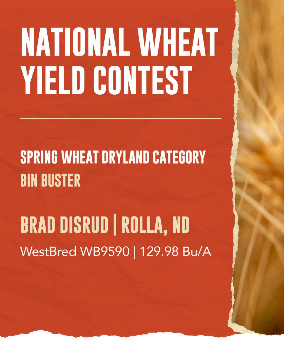 WestBredWheat's tweet image. WestBred growers notched more Bin Buster wins than anyone else in the @NationalWheat Yield Contest. 🏆

#SeizetheSeason #NWYC