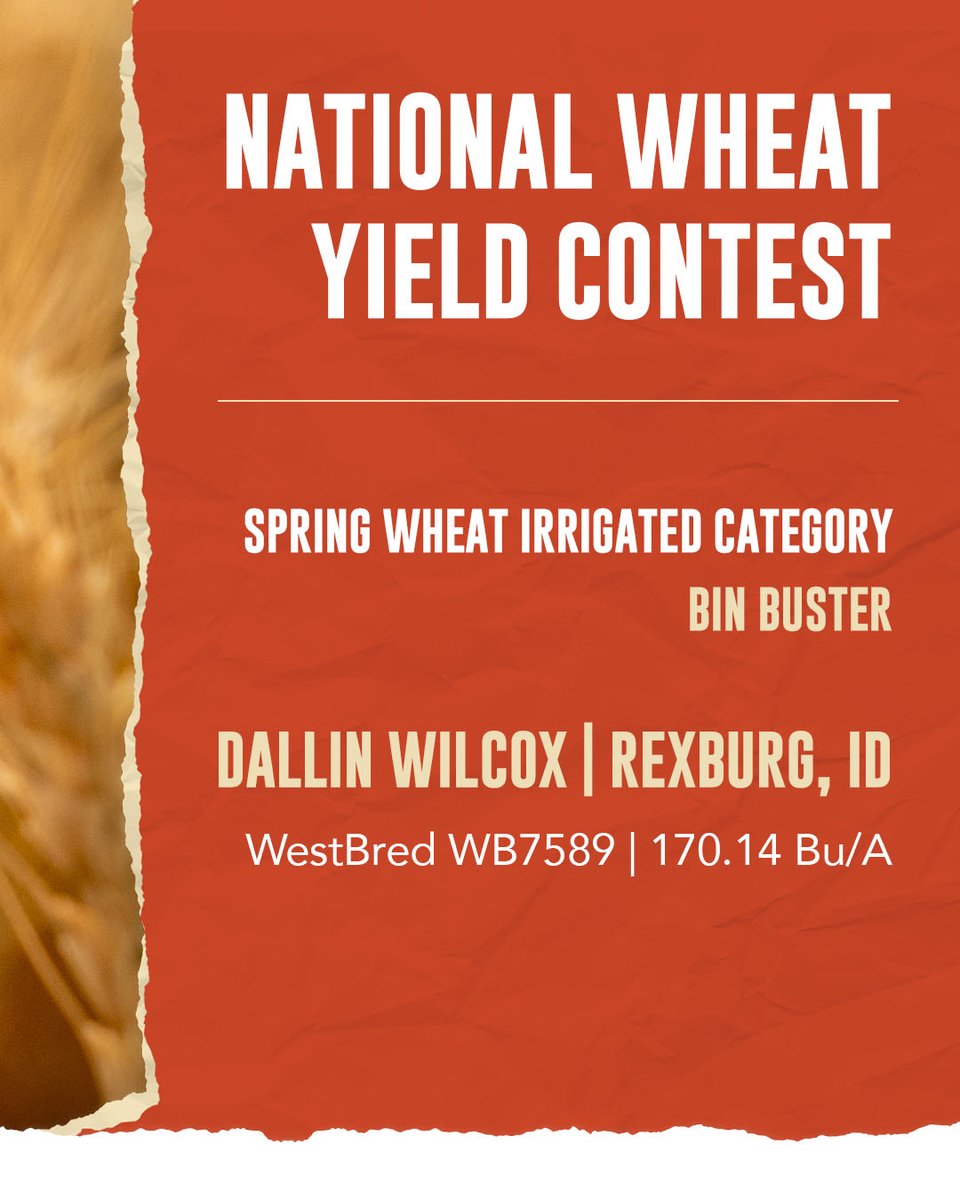 WestBredWheat's tweet image. WestBred growers notched more Bin Buster wins than anyone else in the @NationalWheat Yield Contest. 🏆

#SeizetheSeason #NWYC