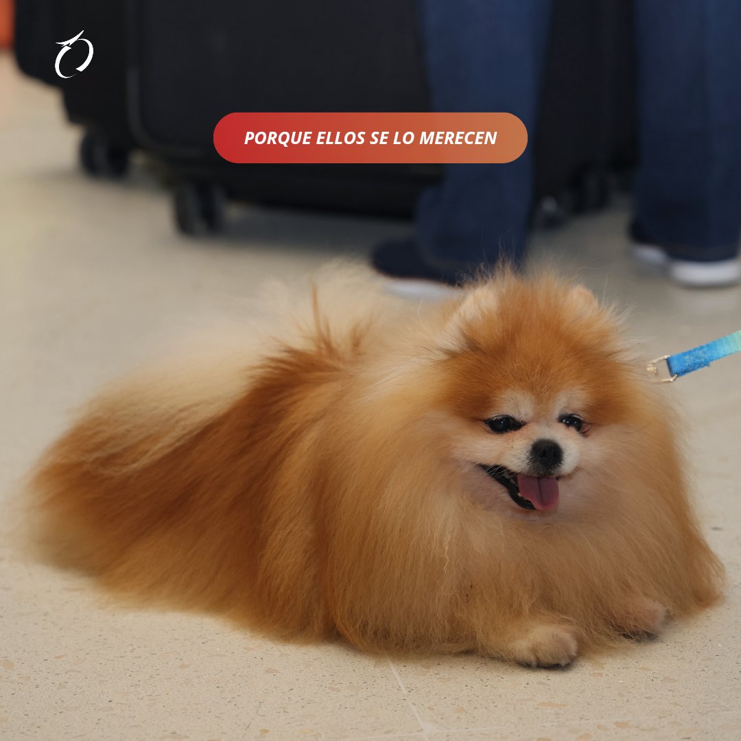 tocumenaero's tweet photo. Recuerda que tenemos un espacio especial para tu mascota, el #PetRelief es totalmente gratis y está ubicado justo al frente de la puerta 130 🐶⁠
⁠
¡Todo por nuestros mejores amigos y compañeros de viaje! 🐕‍🦺🐈⁠
⁠
#LaPuertaDeLasAméricas⁠
#AeropuertoDeTocumen⁠
#CambiamosPorTi https://t.co/v1heKvvO4Q