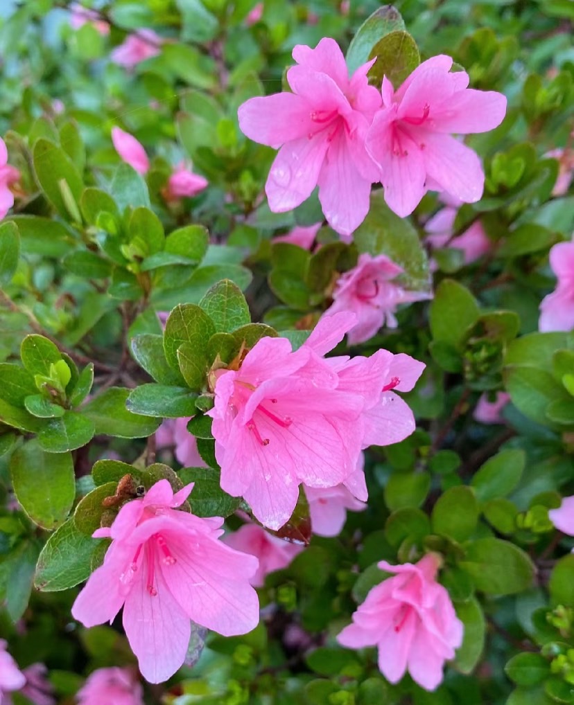 Wishing you a beautiful morning. I wish you a beautiful morning with flowers and a day filled with smiles and fragrance.
#Flowers