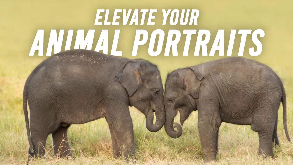 Australian professional animal photographer Alex Cearns has traveled worldwide photographing animals. Alex shares her seven essential factors to elevate your animal portraits.
Watch now 🐘 bhpho.to/40k1l8s
