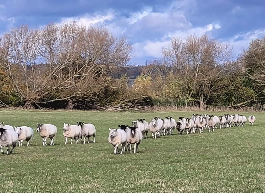 evesham ramblers tweet media