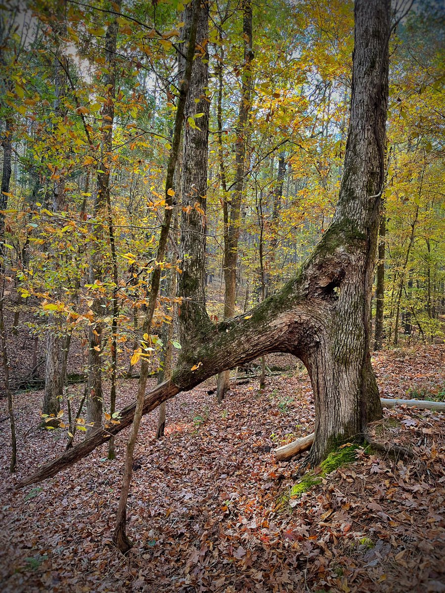 DavidJoy_Author's tweet photo. Bet I’ll go my whole life and never stumble onto a tree like that again. https://t.co/baV10LyTnQ