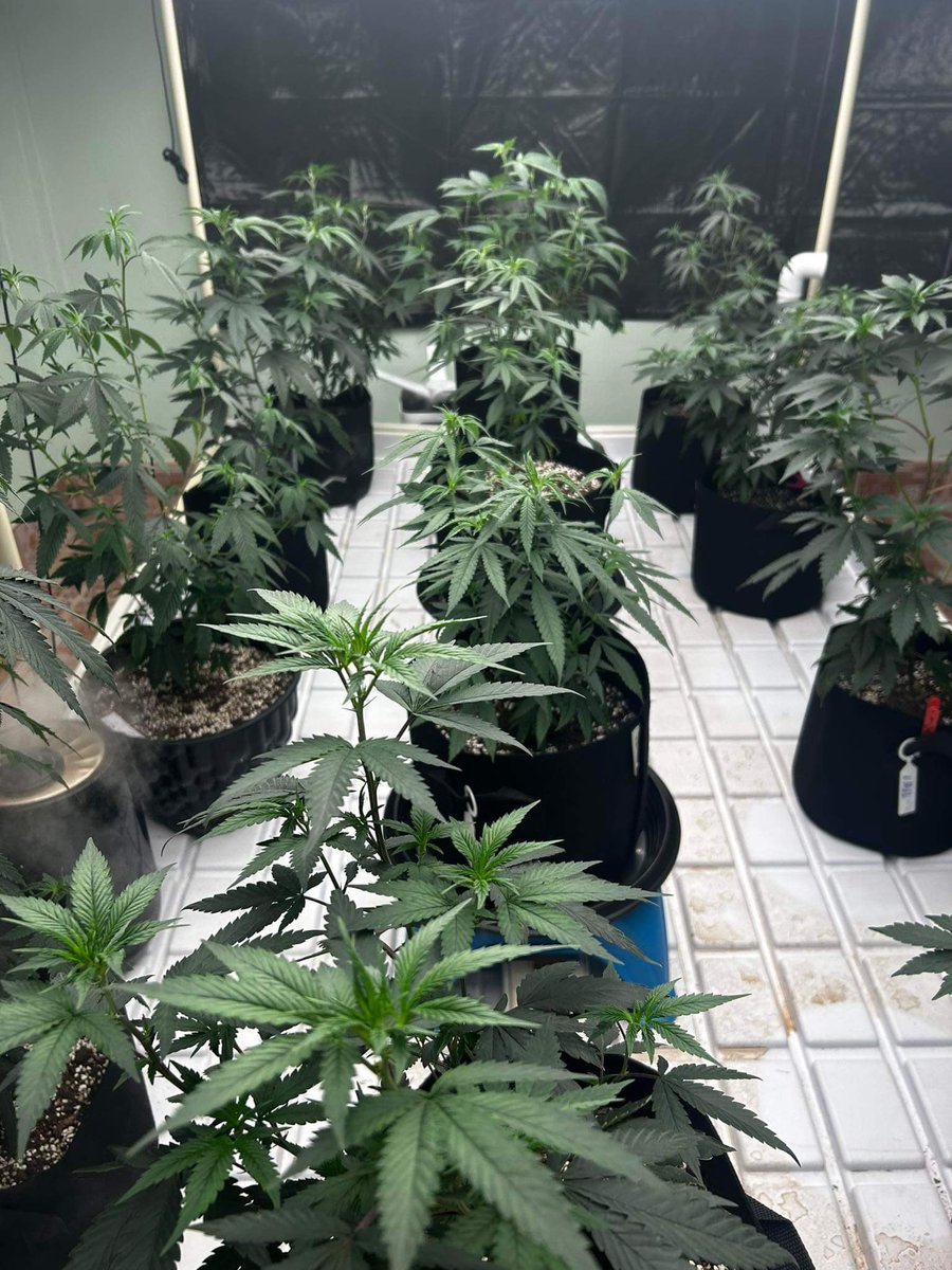 BAIPHO420's tweet photo. 😋Pls Eating babe 🍌 อั้มมม 😅#cannabisculture #cannabisgrower #กัญชา #กัญชาOg #กัญชากทม #กัญชากรุงเทพ #ฟาร์มกัญชา #พันลำกัญชา #ปลูกกัญชา #กัญชาไทย #กัญชาโอจี #กัญชาเชียงใหม่ #กัญชาออแกนิค #กัญชาลาดกระบัง #กัญชารามอินทรา #กัญชาราคาส่ง #กัญชาราคาถูก https://t.co/u71yvbvYme