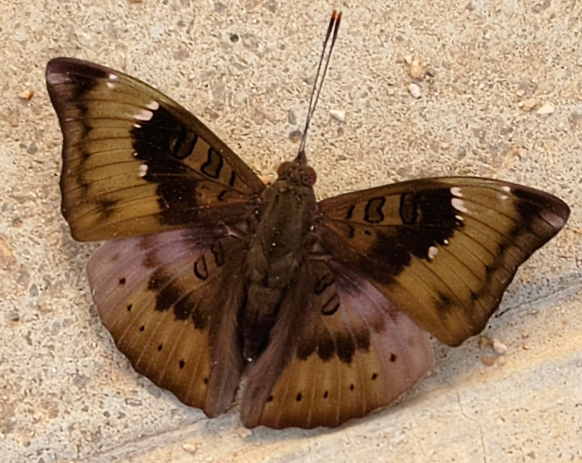 #IndiAves #TitliTuesday
#ButterfliesOfTwitter
Common Baron #butterfly <a href="/HiHyderabad/">Hi Hyderabad</a>

<a href="/IFoundButterfly/">Indian Foundation for Butterflies</a> <a href="/savebutterflies/">Butterfly Conservation 🦋</a>
#indiasnature #ThingsOutside #TwitterNatureCommunity
#ThePhotoHour #ThroughYourLens #nikon #nikonphotography #butterflyphotography