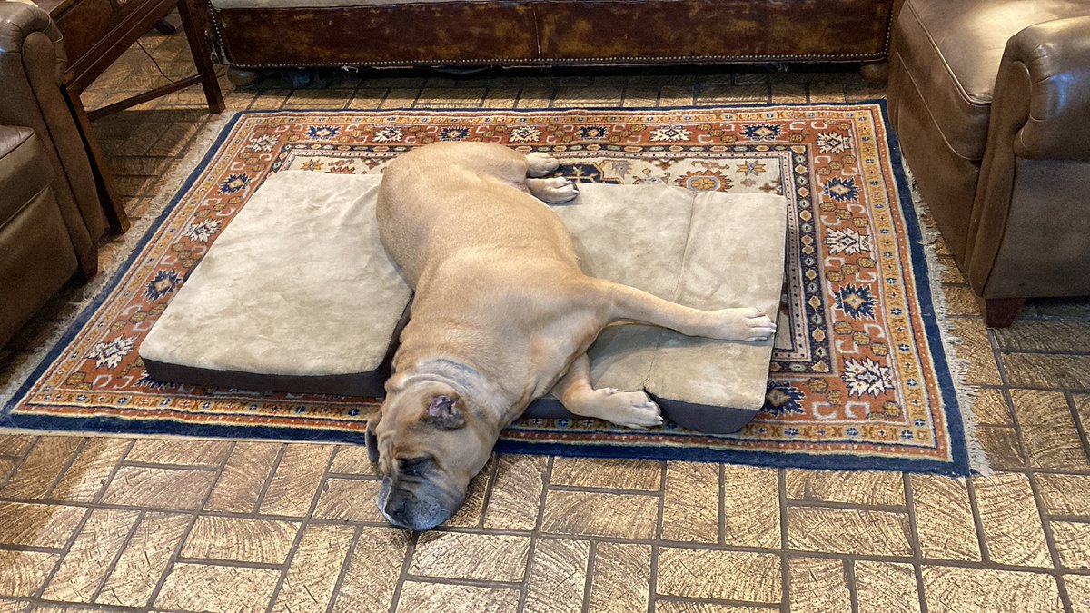 GladysQKravitz1's tweet image. #NieceDog visiting.  #DoingItWrong  Is she?  Seems #CozyAF 🥴